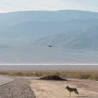 Coyote on deserted highway